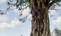 千年树,见证历史的绿色传奇